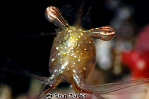 shrimp face by Stan Flachs 